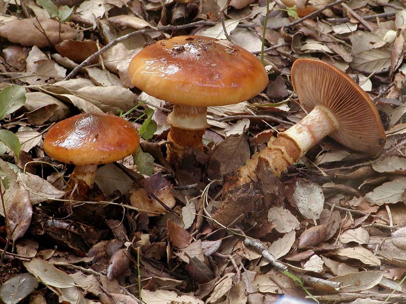 I Miei Funghi 3�